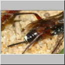 Aptesini spp - Schlupfwespe w02b 9mm - Sandgrube Niedringhaussee det06.jpg